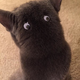 Illustration for article titled An Easy Way To Turn Your Cat into Totoro